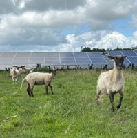 Stejný výkon na třetině plochy. Greenbuddies modernizují solární park v Německu